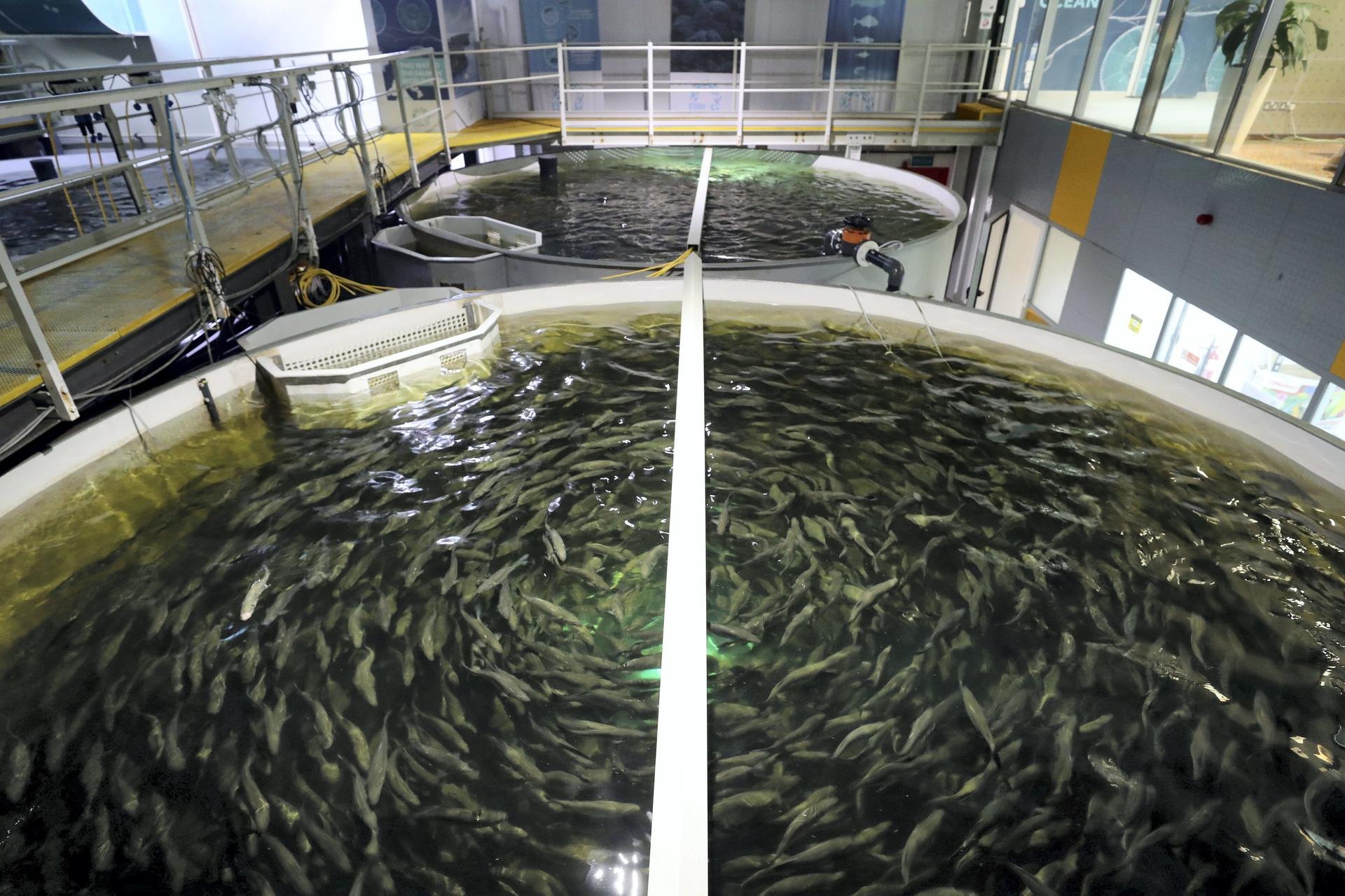 Fish Farming and Aquaculture